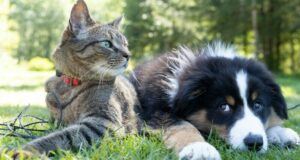 Cat and dog in the grass.
