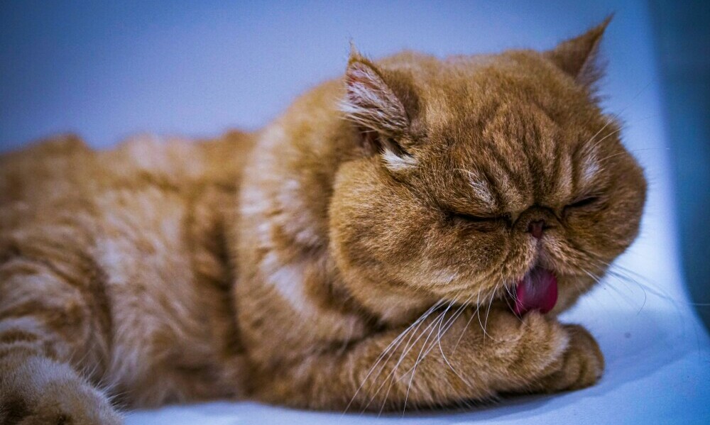 Best Cat Litter With Odor Control