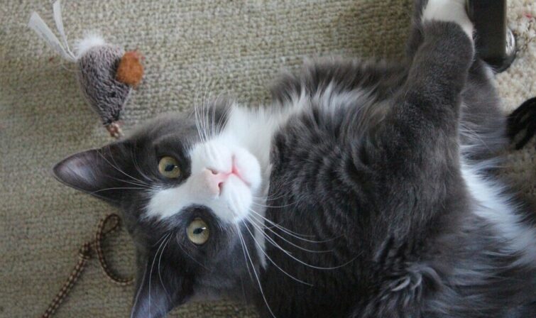 Best Toys For Senior Cats